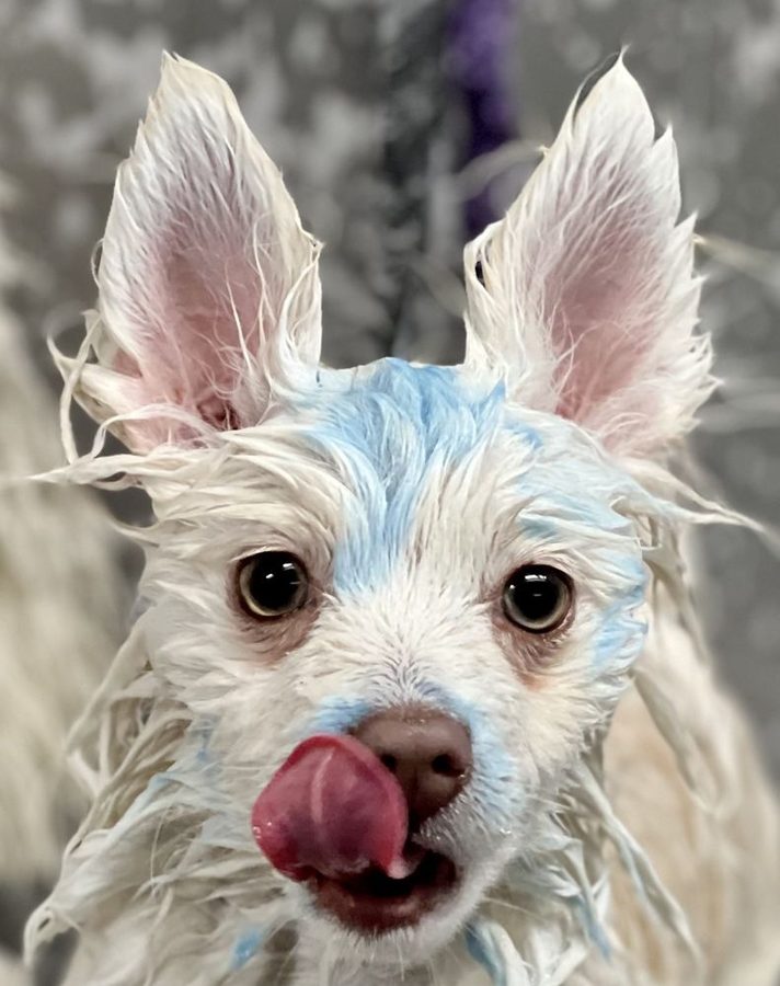 Wet white dog mid-bath licking its nose, with a safe blue color tint in its fur