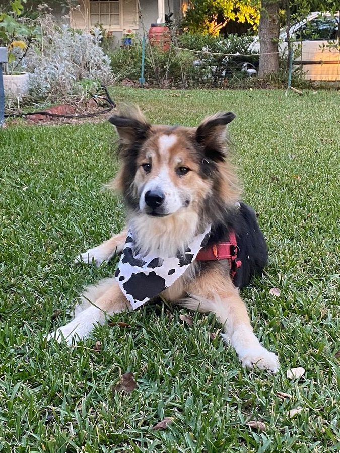 Fluffy collie mix lying on a lawn wearing a cow-print bandana