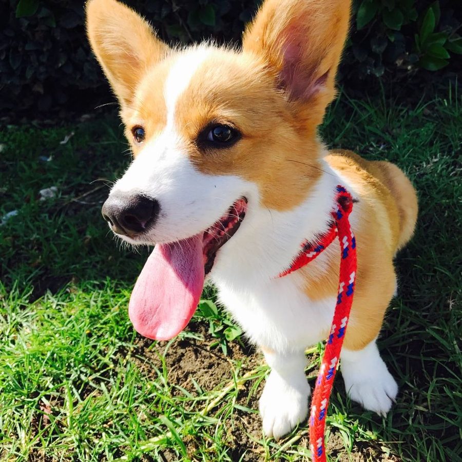 Corgi puppy on grass with its tongue out, wearing a red leash