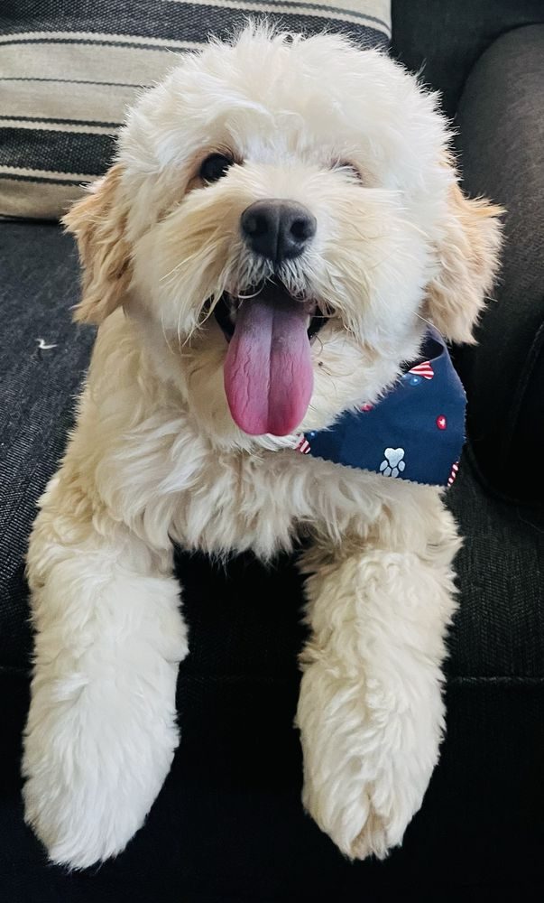 Cream-colored doodle fresh from a groom, tongue out, wearing a navy paw-print bandana