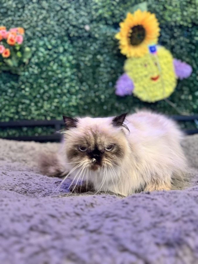 Long-haired Himalayan cat lying on a soft gray blanket in front of a green plant wall