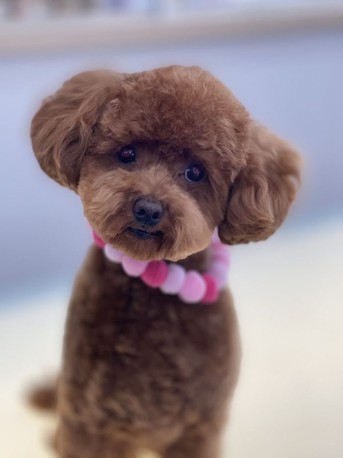 Red toy poodle with a round fluffy haircut and a pink pom collar, freshly groomed
