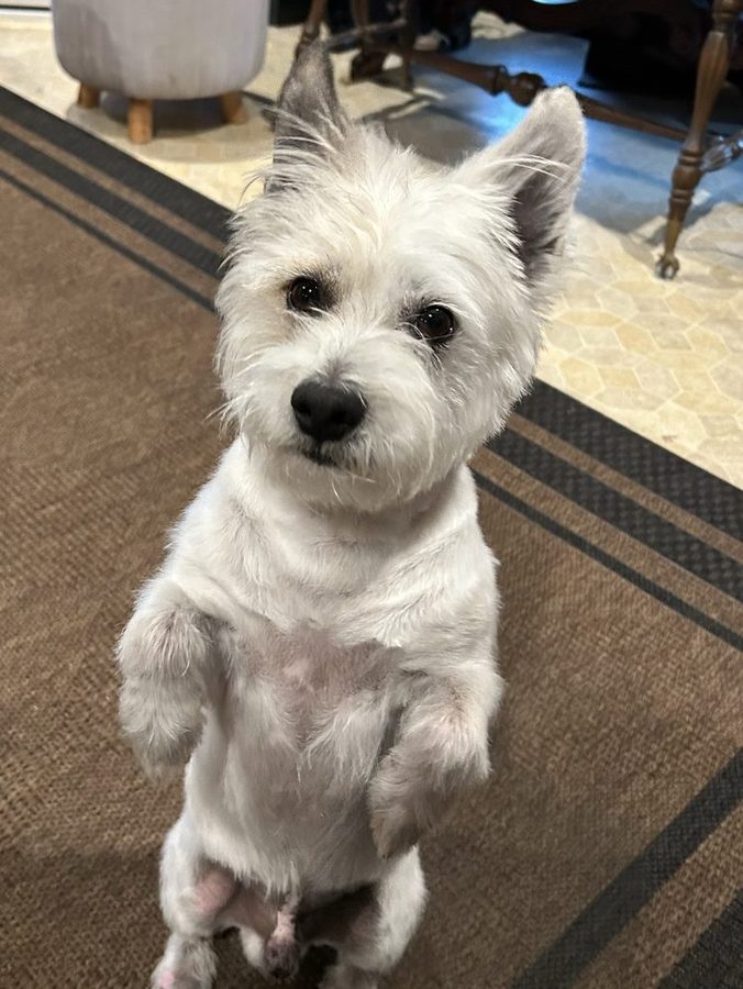 West Highland terrier sitting up on its hind legs after a trim